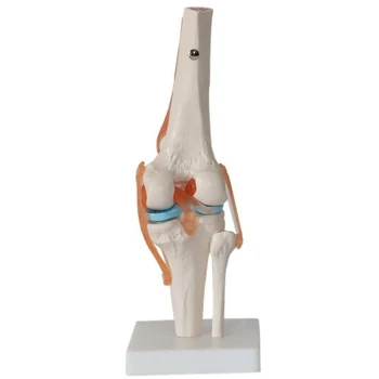 Keha Mudel Inimese Põlveliigese Anatoomia Mudel Paindlik Skelett Mudel Funktsionaalsete Sidemete Ja Baasi Õpetamise Mudelid